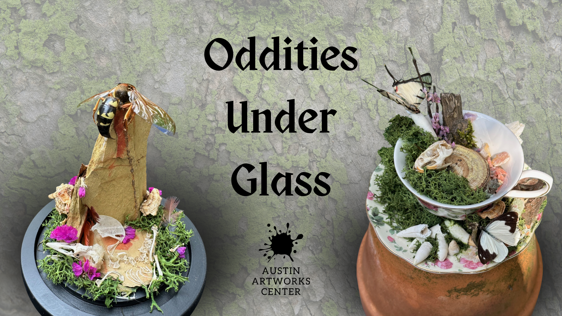 Oddities Under Glass