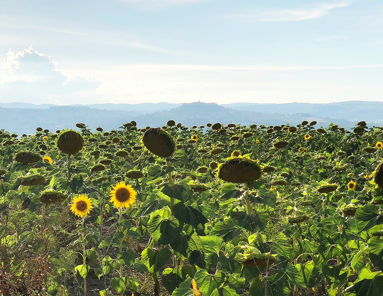 Waning Sunflowers, Todi, Italy