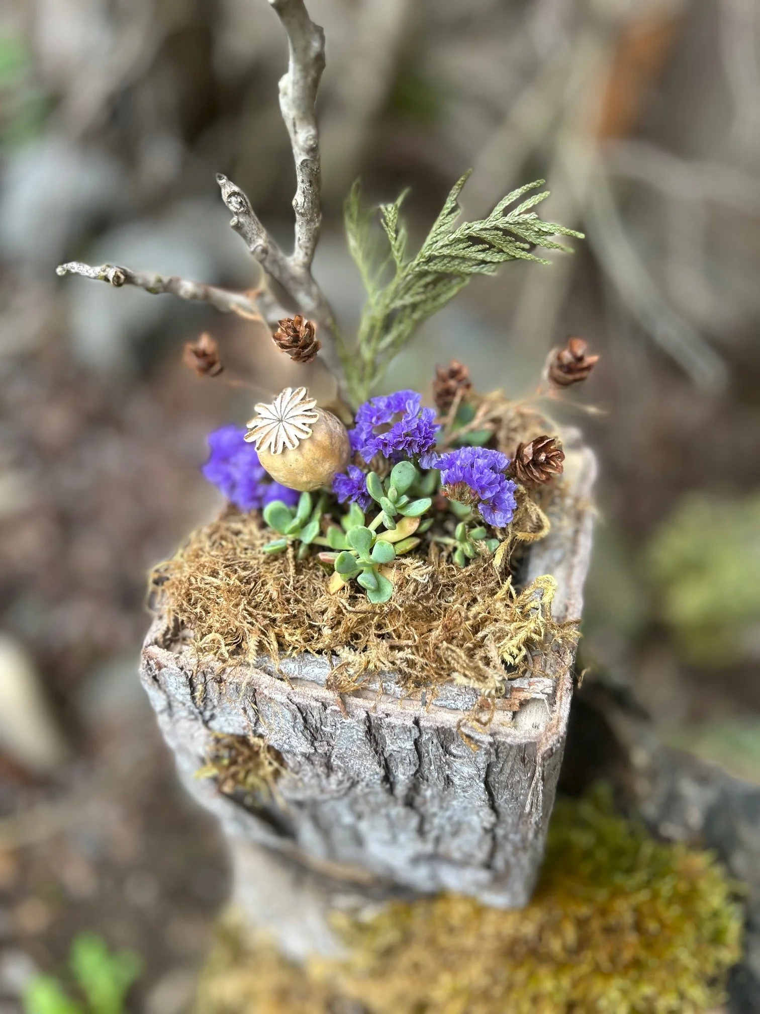 Mini-Habitat Tabletop Garden with Mixed Succulents