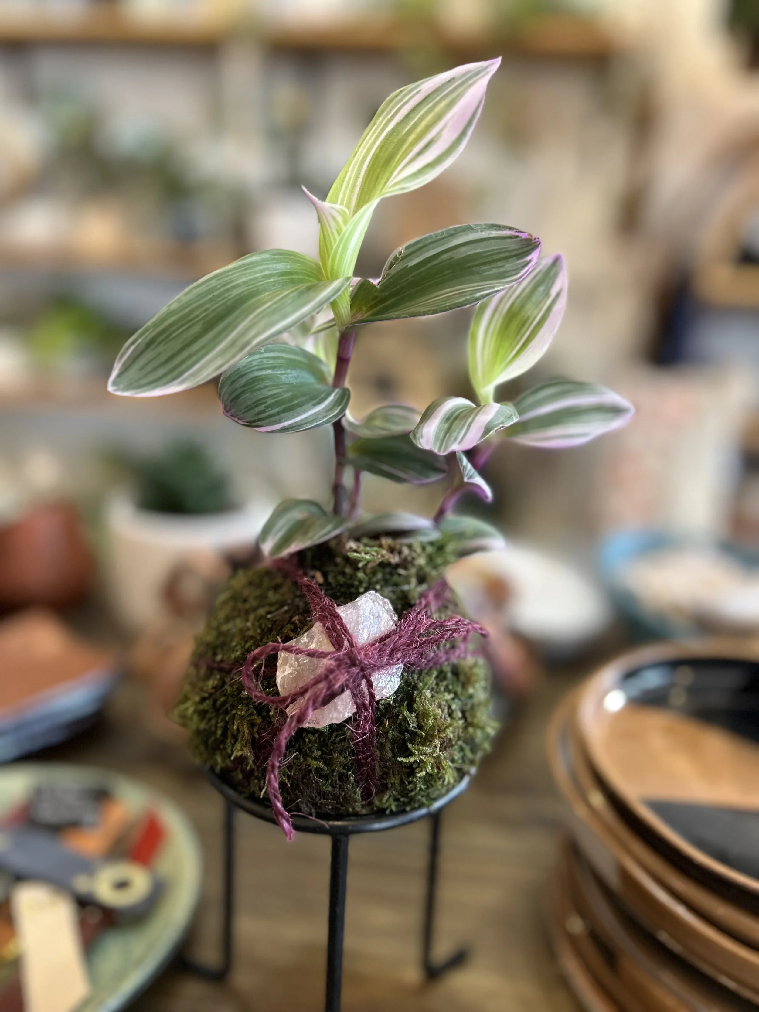 Fall Tabletop Moss Ball/Kokedama + Crystals: A Hands-On Workshop for Grounding, Connection + Creativity