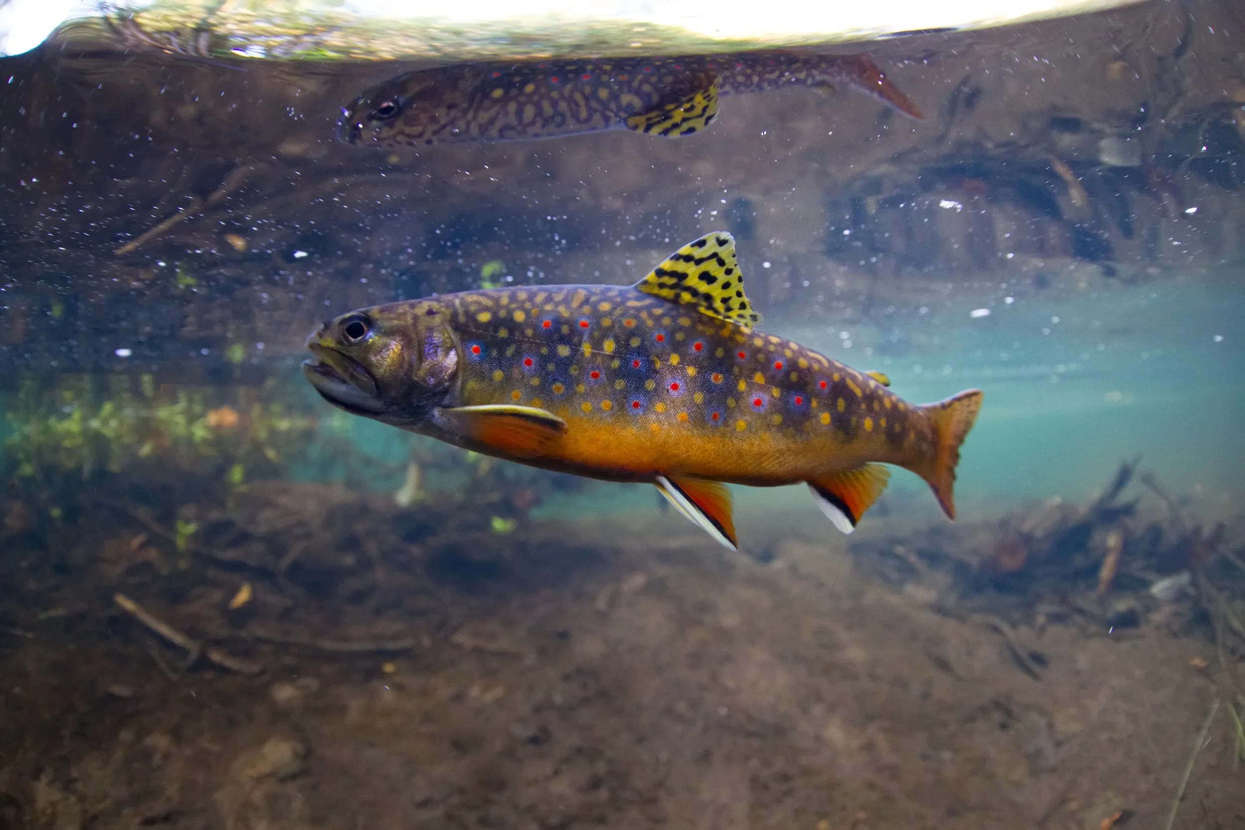 Autumn brookie