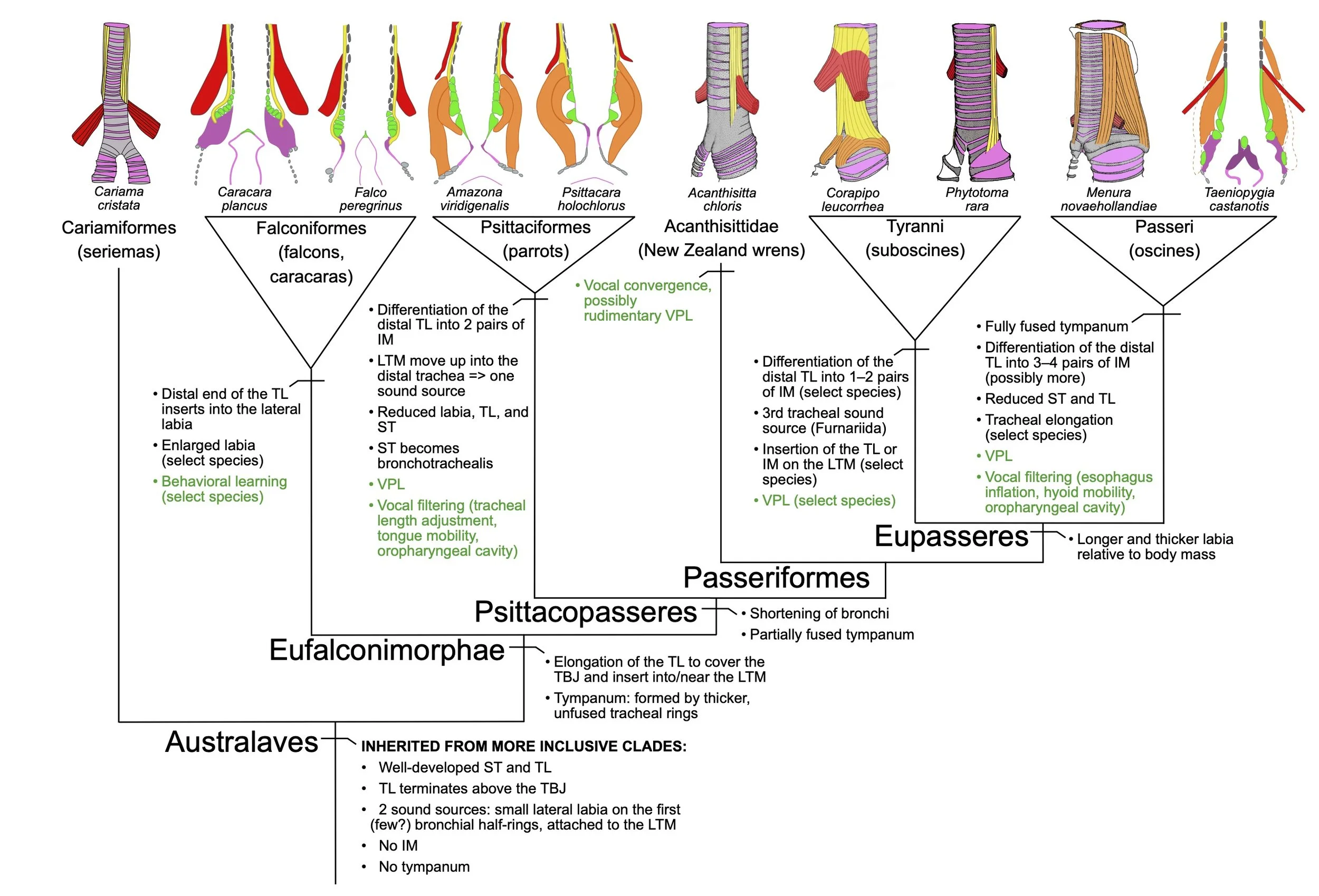 The evolution of the eufalconimorph syrinx informed by phylogenetic comparative methods and diceCT imaging of falconiforms, parrots, and passerines