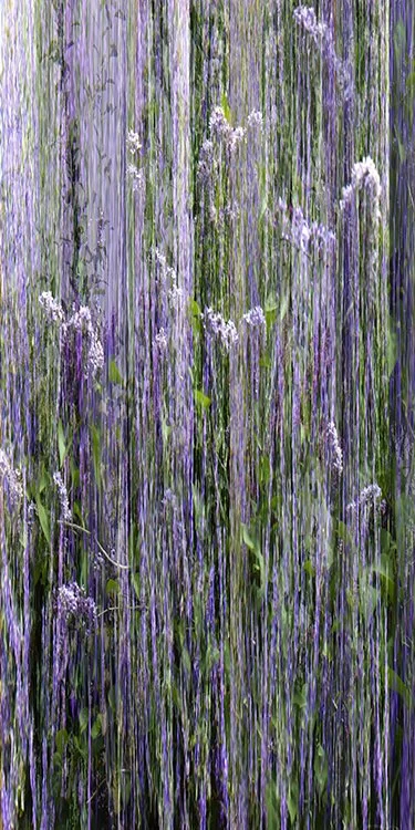 bloom10.jpg