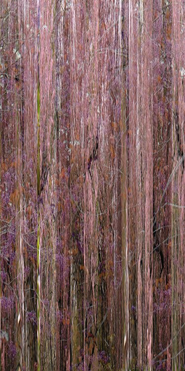 bloom12.jpg