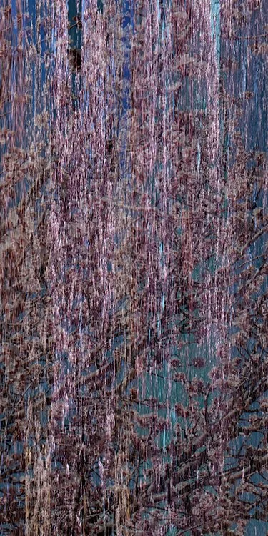 bloom2.jpg