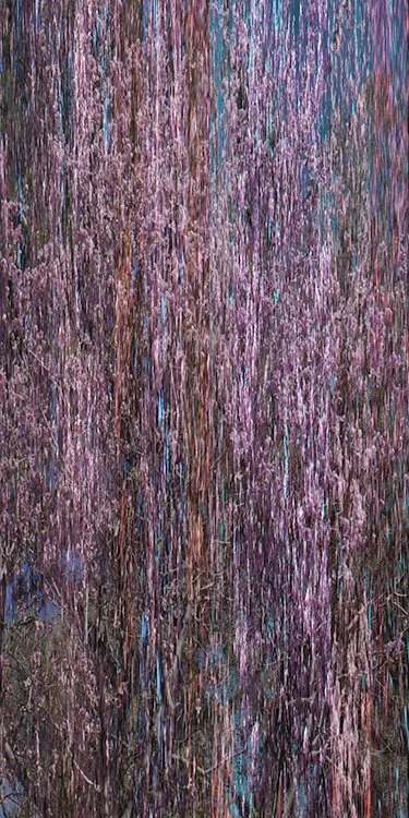 bloom3.jpg