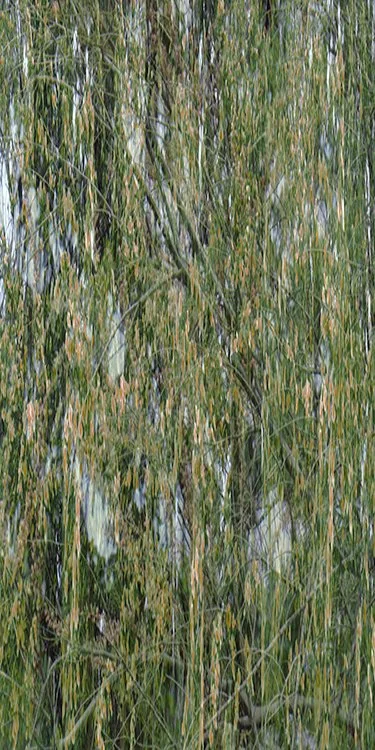 bloom9.jpg