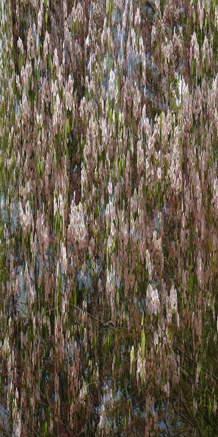 bloom8.jpg
