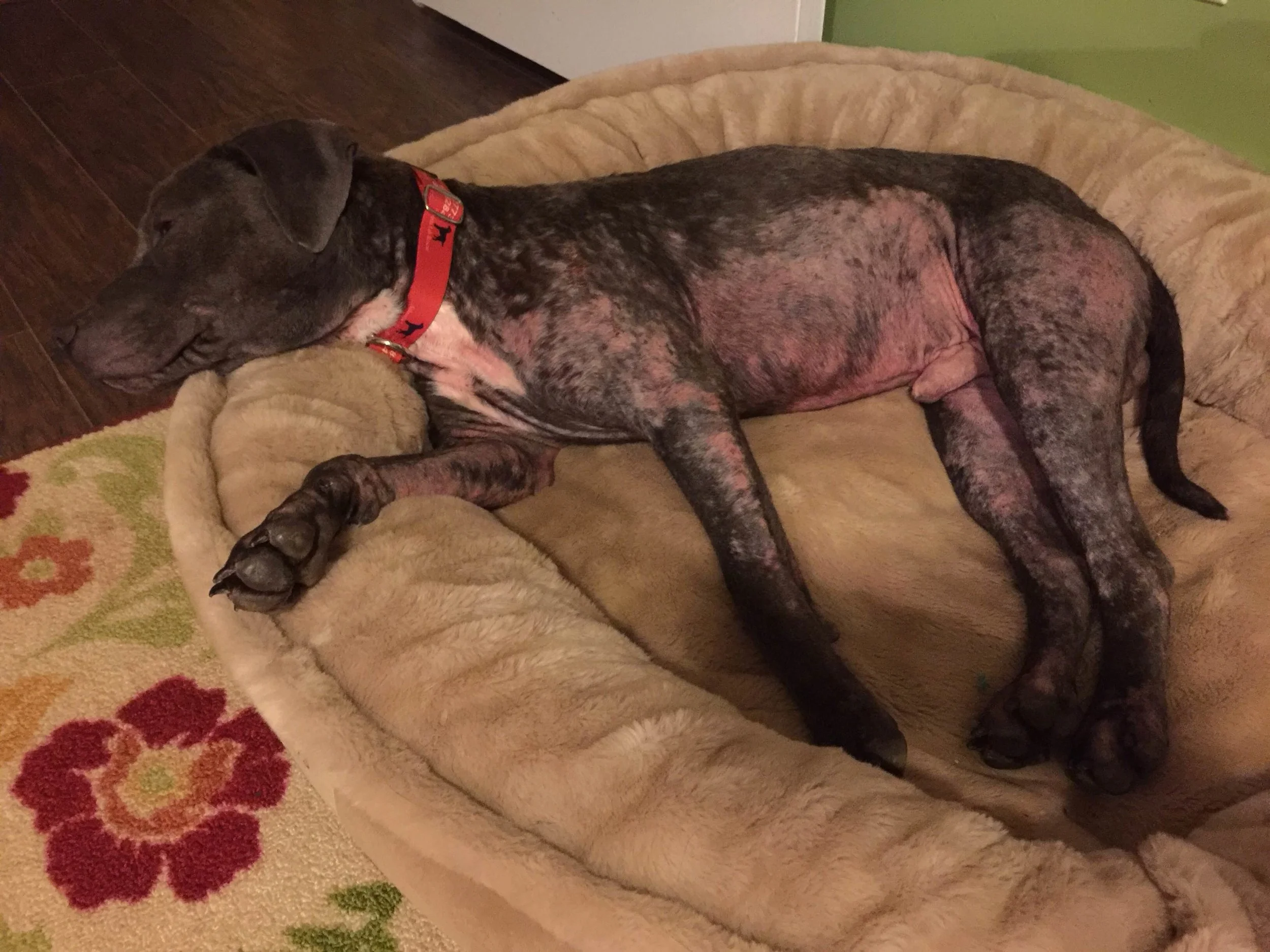 The "before" for sweet Finn! (what a difference now)