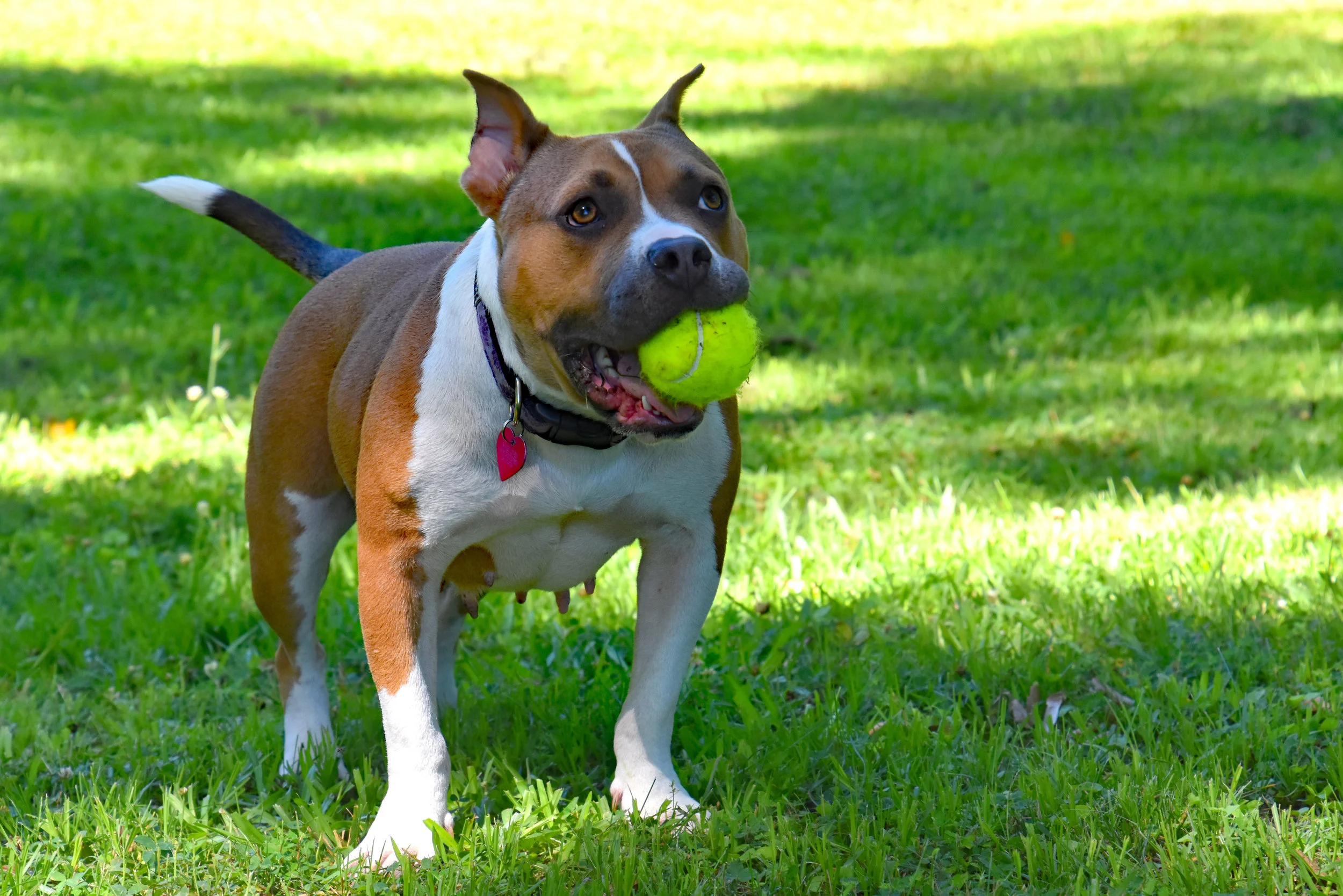 First day of fetch!