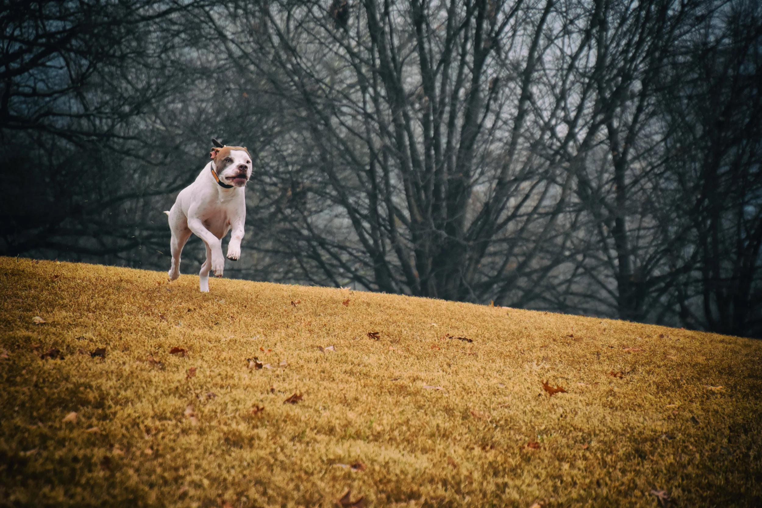 Run like the wind!