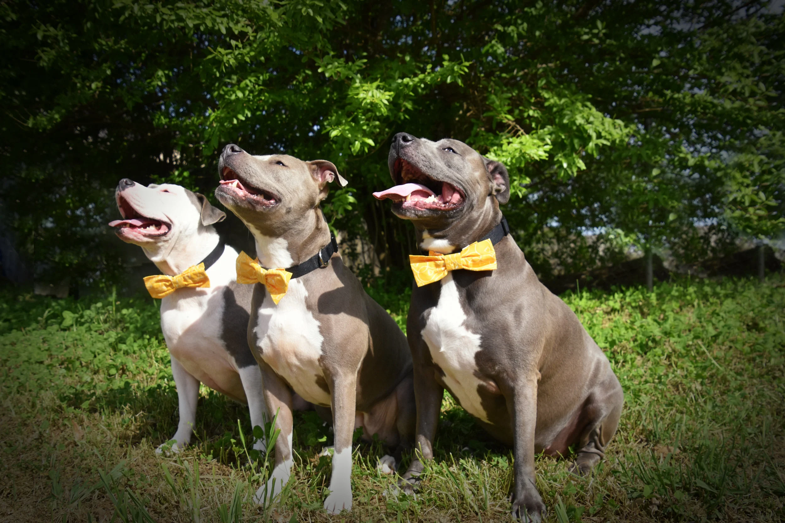 (L-R) Lyla, Gemma, Bella
