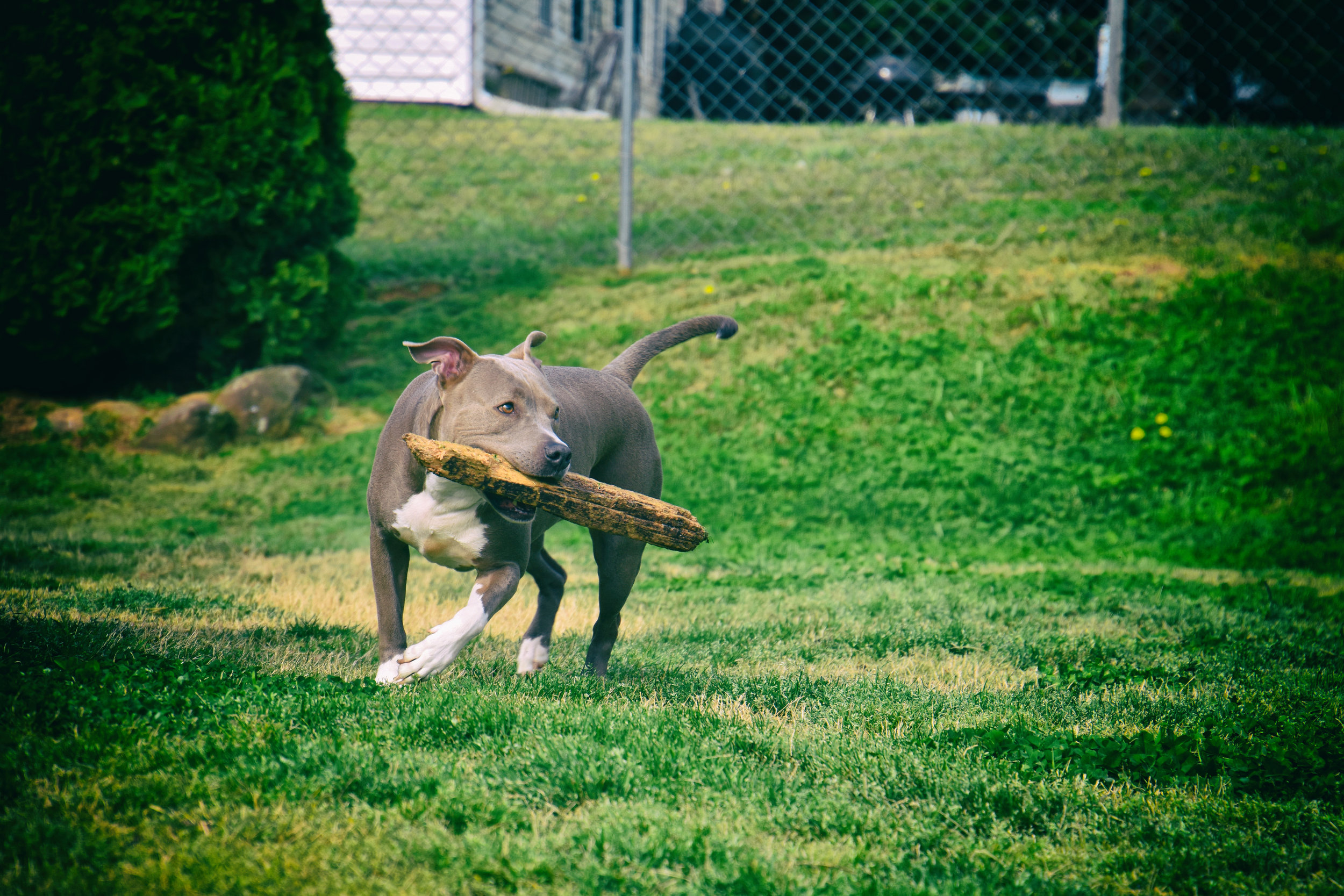 Gemma with her “stick”.