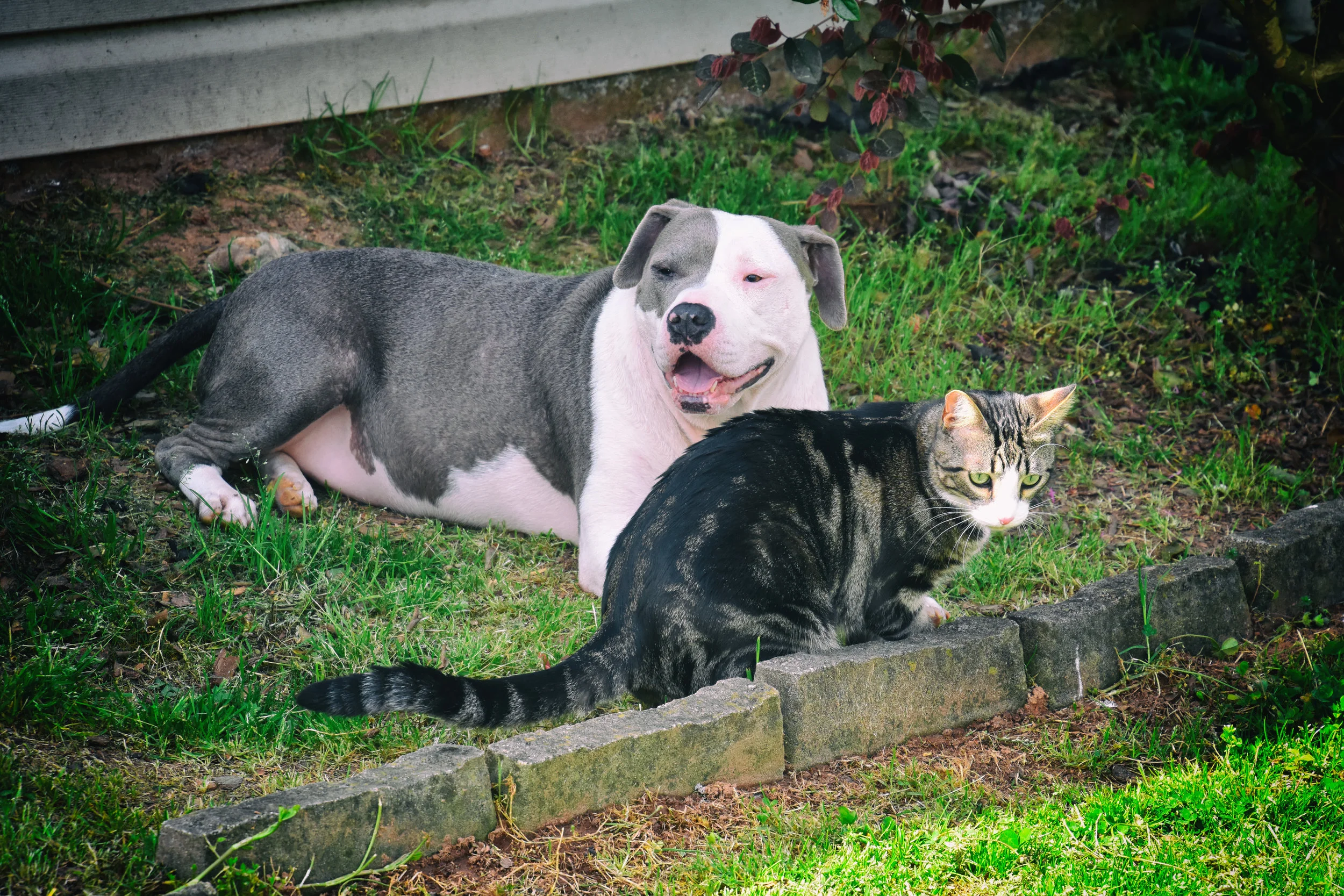 Lyla in the shade with Jones.