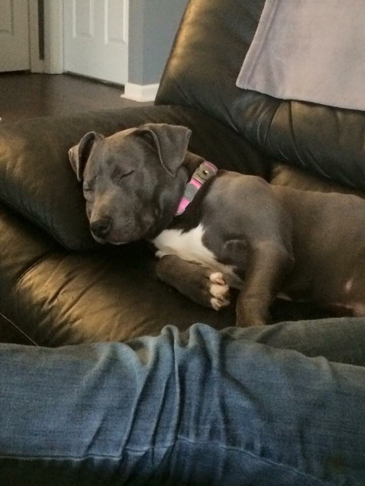 Bella making herself at home.