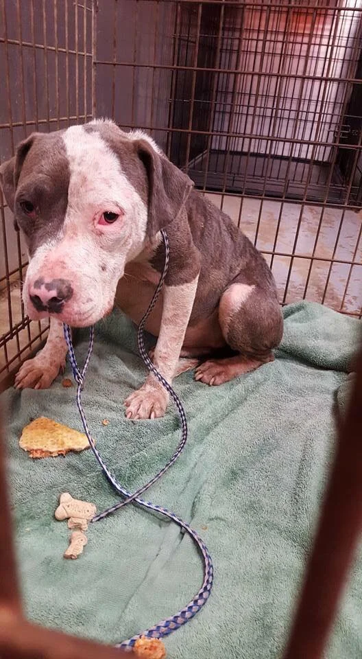 Lyla’s life was about to change for the much better!