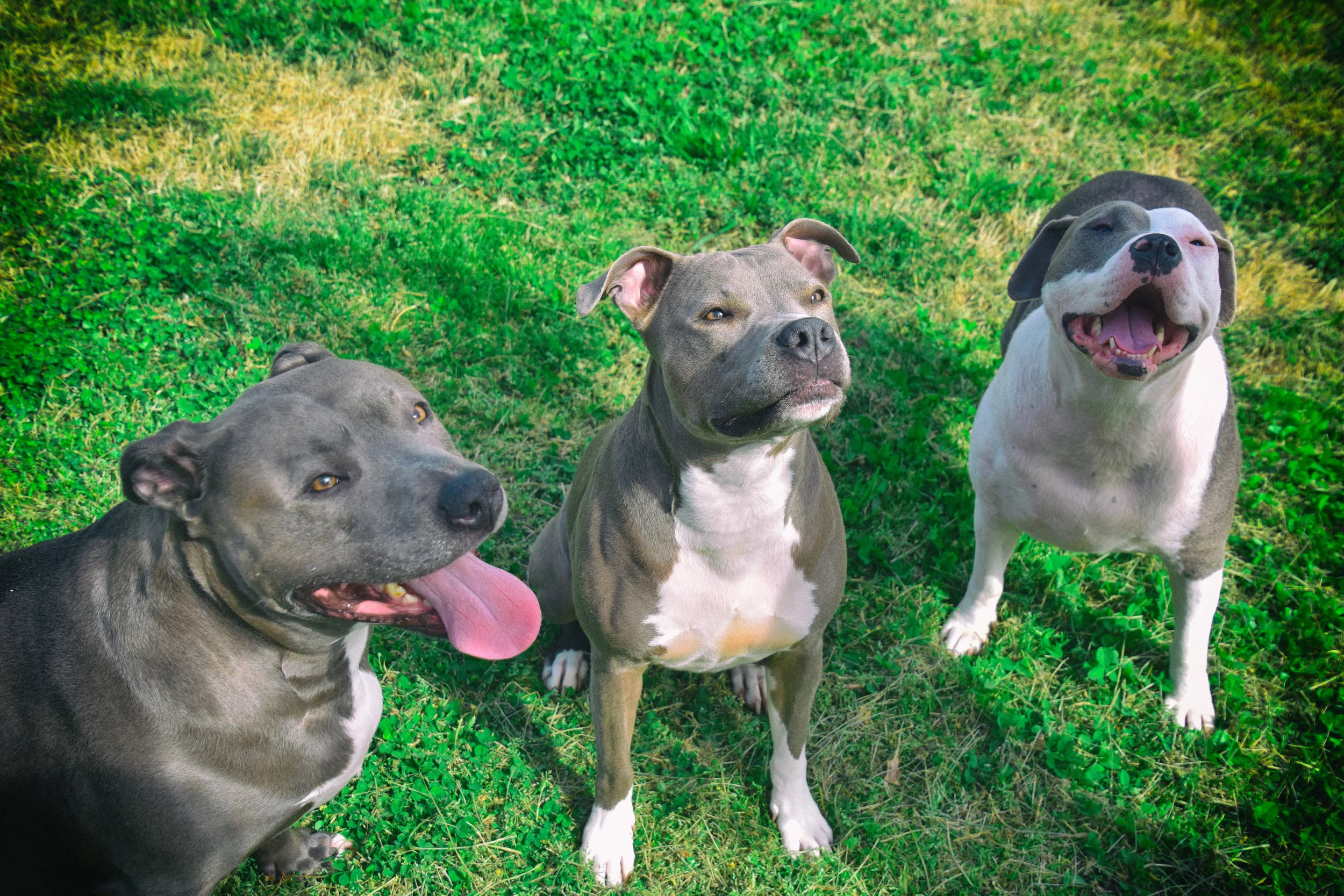 Pibble sisters!