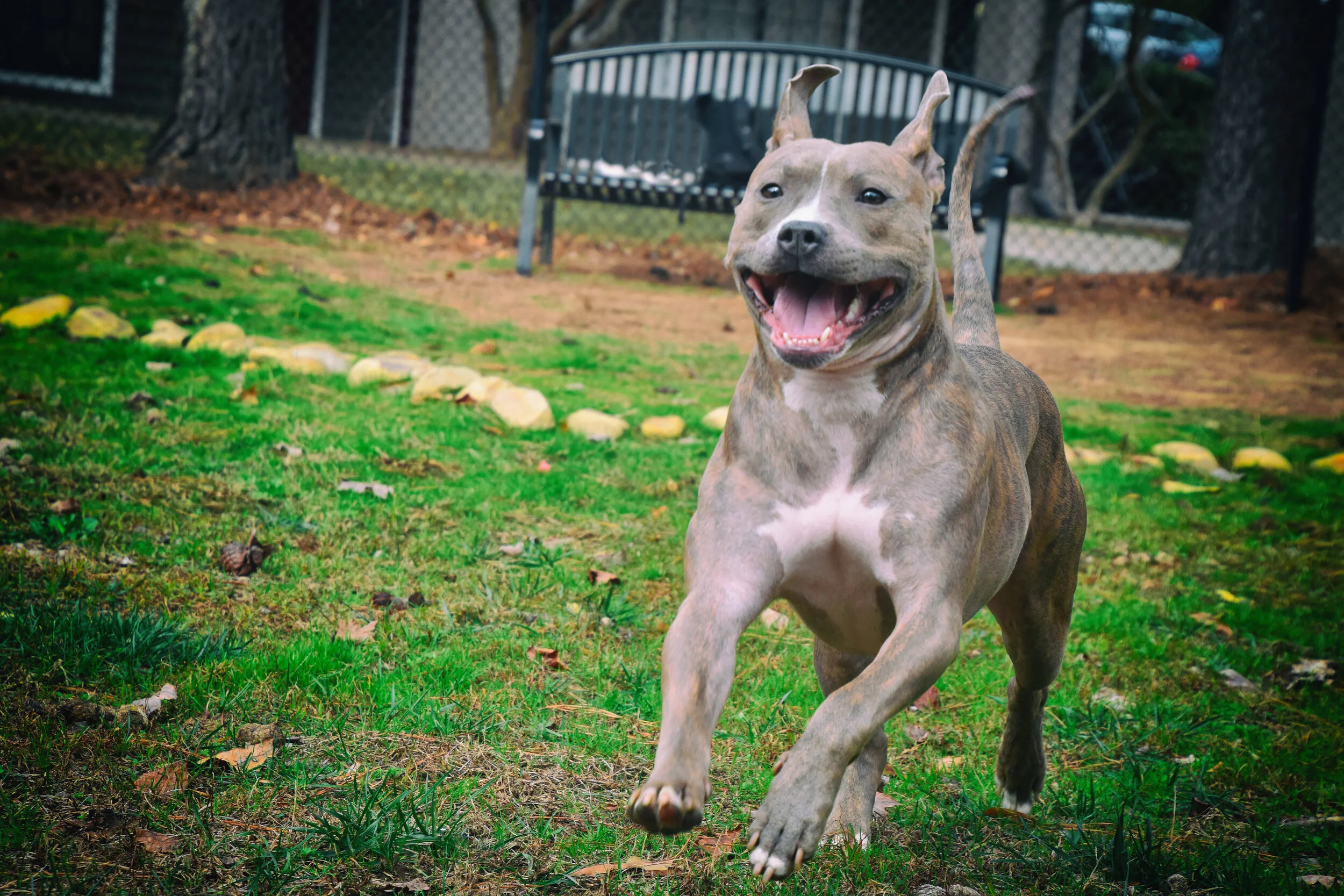Smooshy in one of his outdoor happy places, the dog park at their apartment complex.