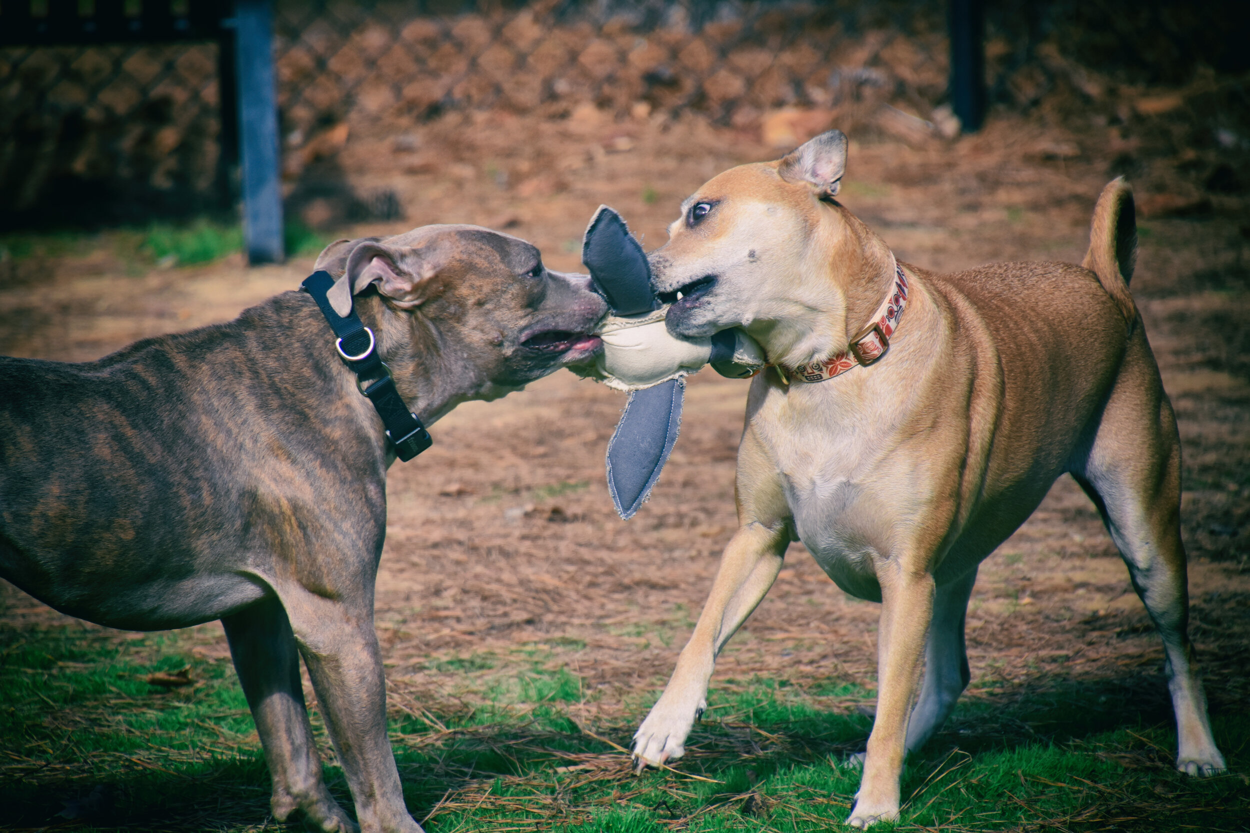 Playing with sister Sage!