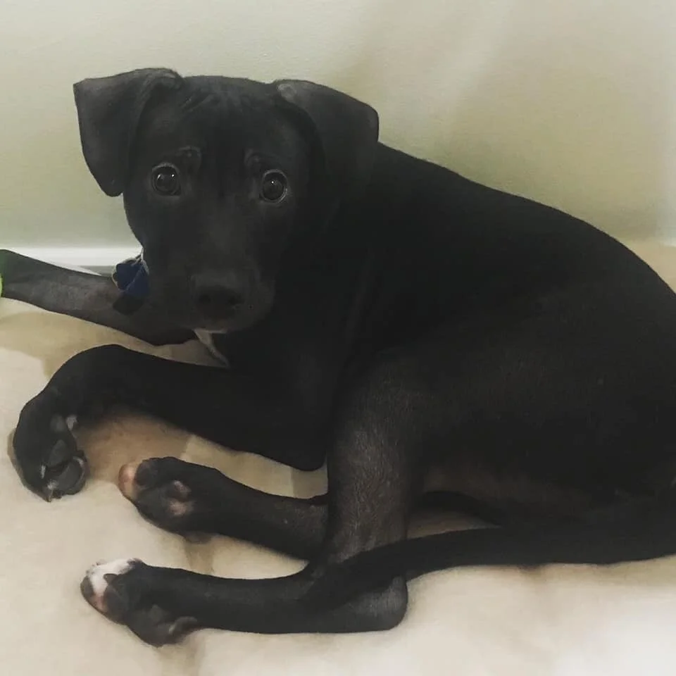 Puppy Max, 3rd time is a charm!