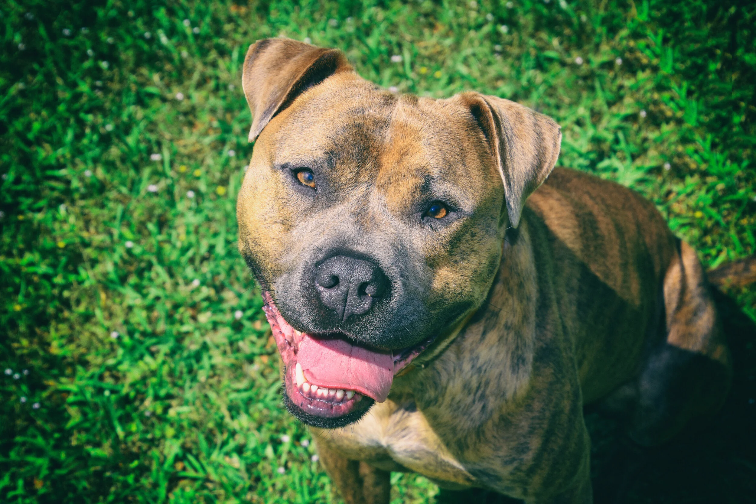Big Pittie Smile!!