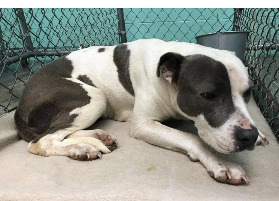 Poor scared boy before his wonderful forever home.
