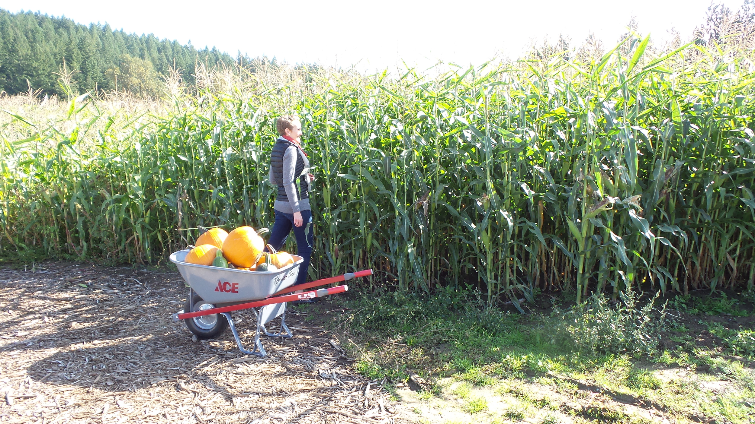U-pick pumpkins at Remlinger Farms in Carnation, Washington