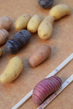 Fingerling Potato Medley, Melissa's Produce | Photo: Tiffany Lewis