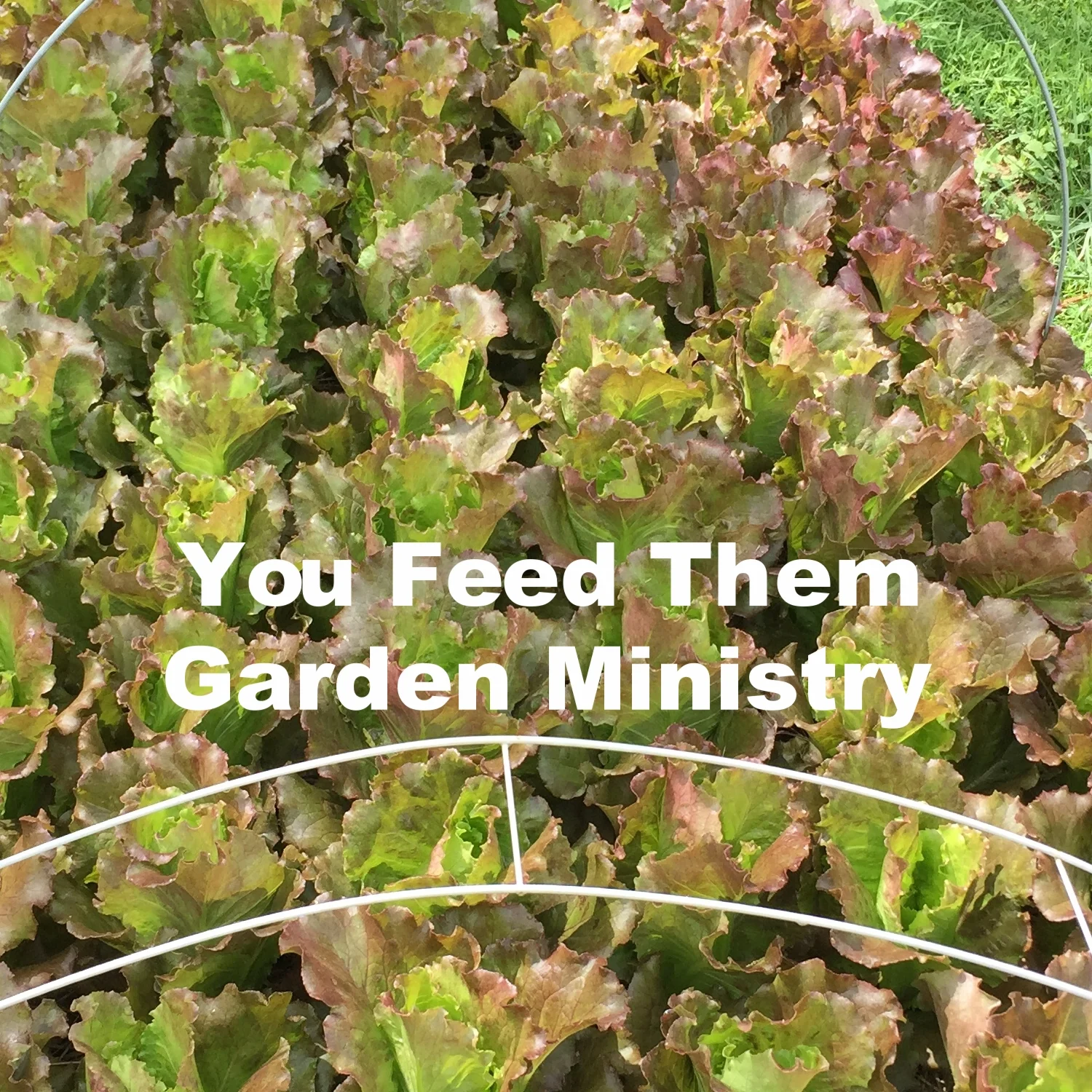 garden pic.JPG