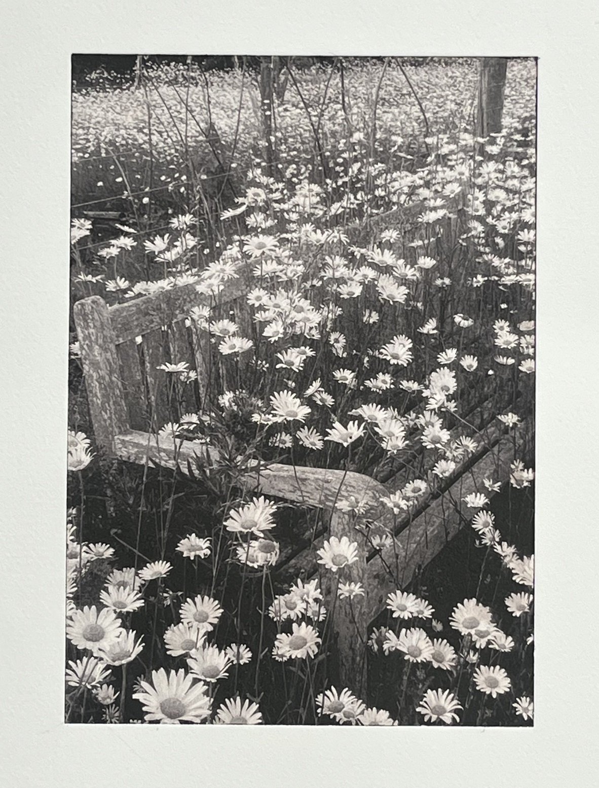 Meadow