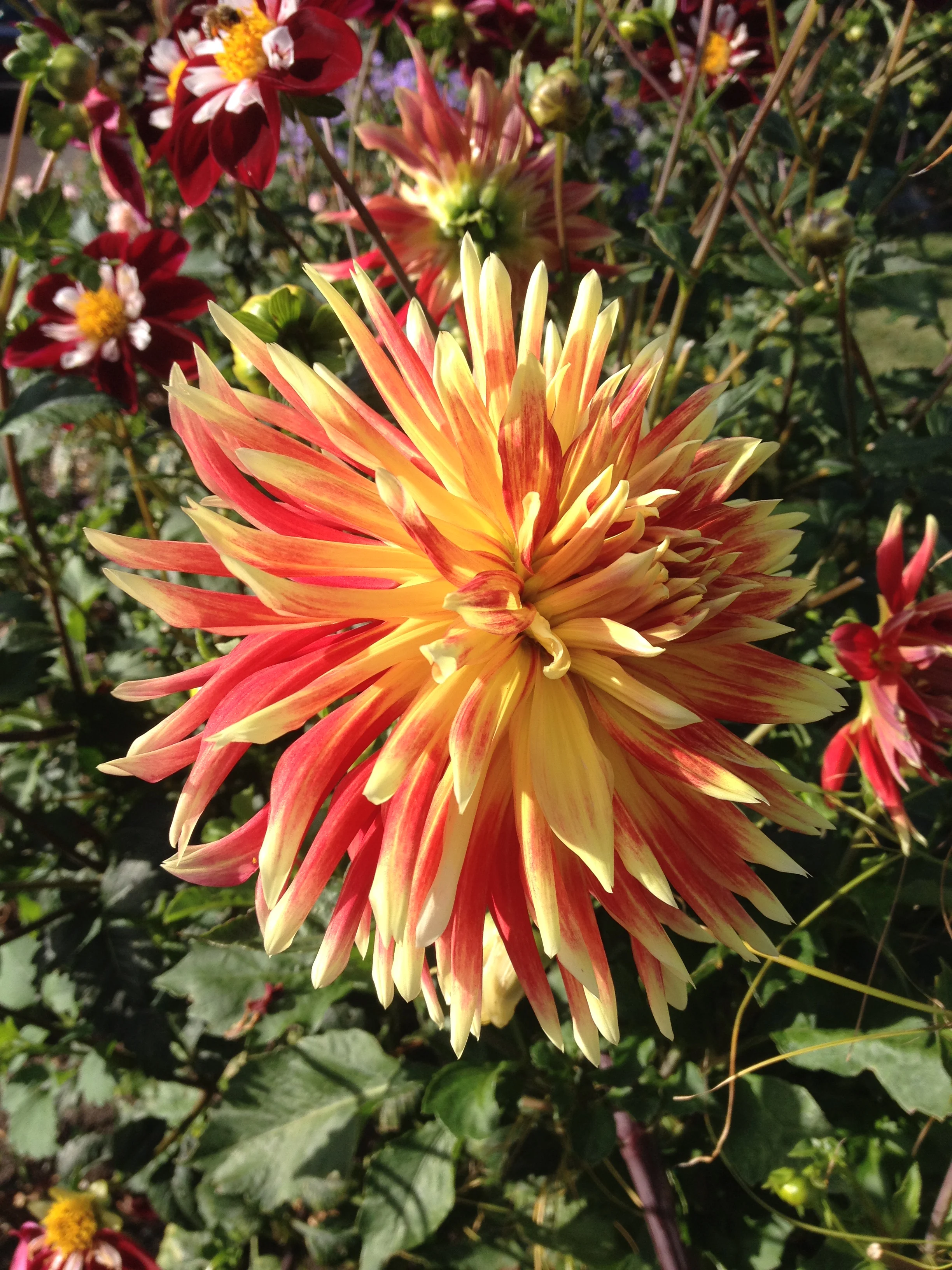 2015-09-15 09.19.31.jpg