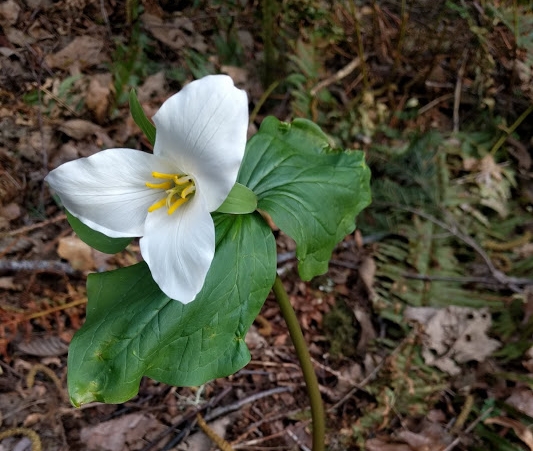 A Triduum Trillium, one of the first wildflowers of spring!