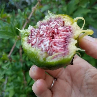 Fresh figs! One of my favorite signs of summer abundance! 