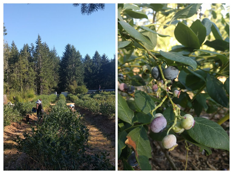 Our Lughnasa ritual, honoring the goddess of first harvest…berry picking! To stay up-to-date with seasonal practices and rituals, join me at The Sanctuary Northwest!