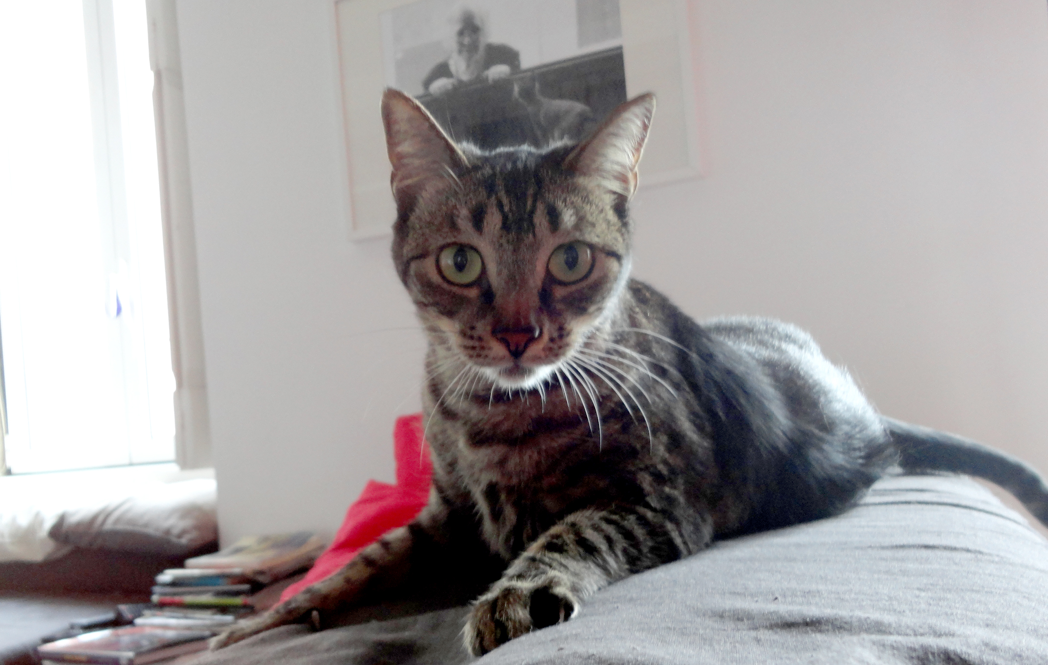 não resisto não partilhar esta sensualidade felina. andou atrás de mim, roçou-se para receber festas, miou quando queria atenção - só podia mesmo agradecer-lhe com esta imagem. 