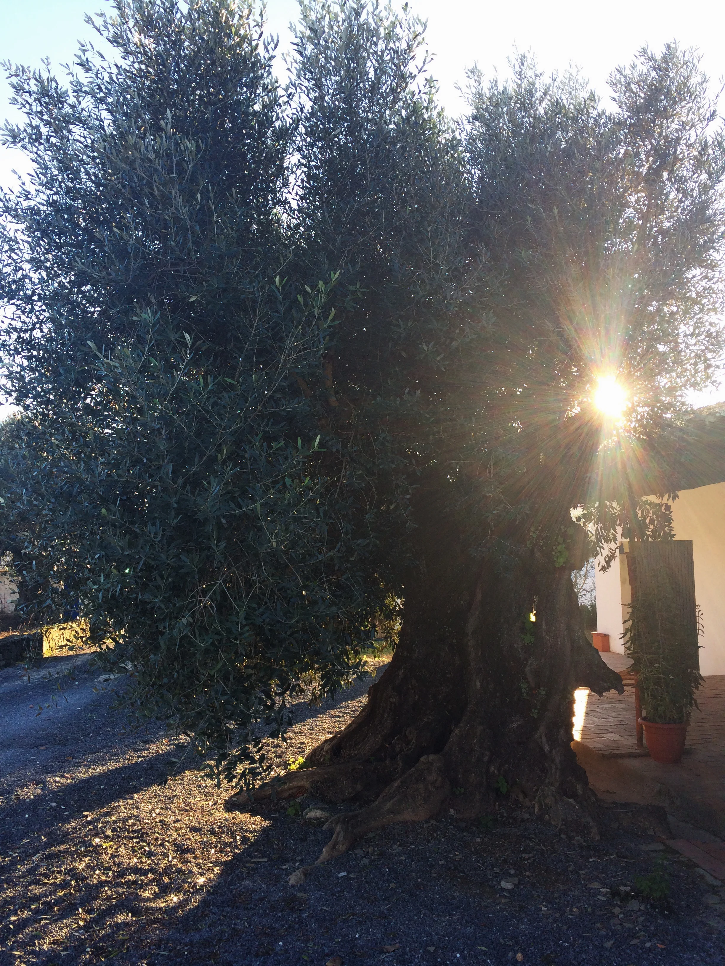 à entrada encontra-se esta oliveira com meio século. 