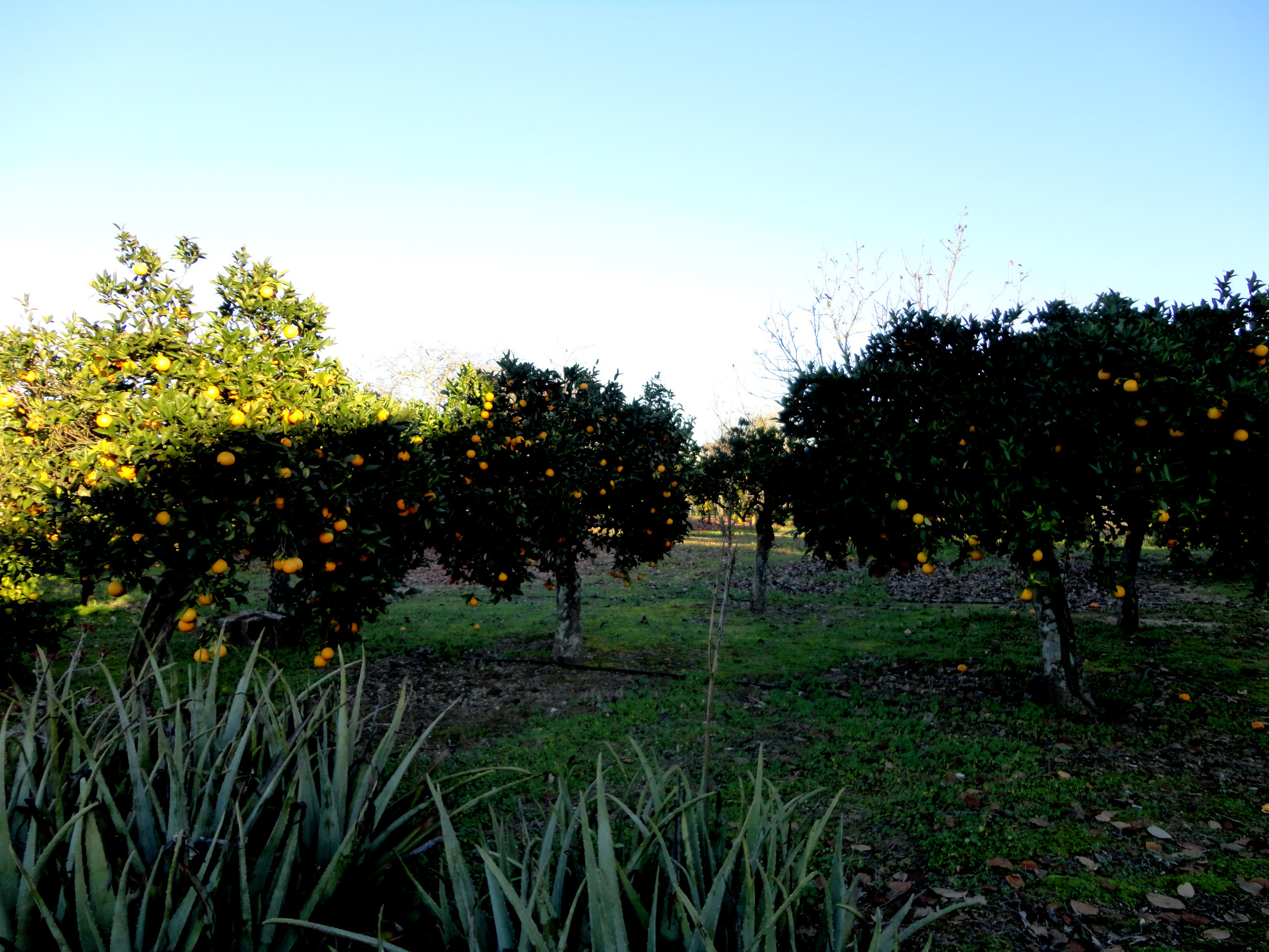  as sombras que me encantaram estes dias no Baixo Alentejo 