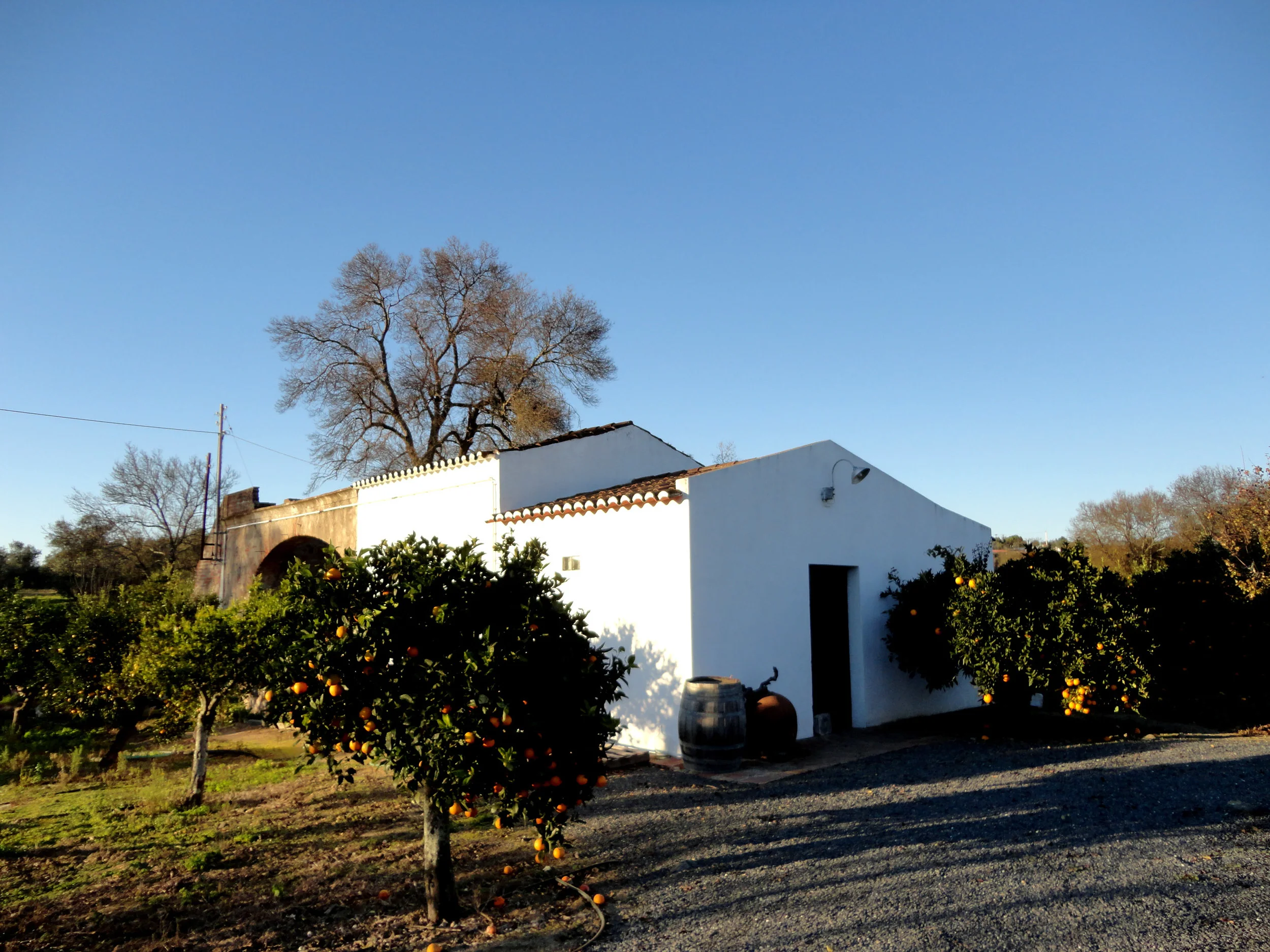 horta 4.jpg