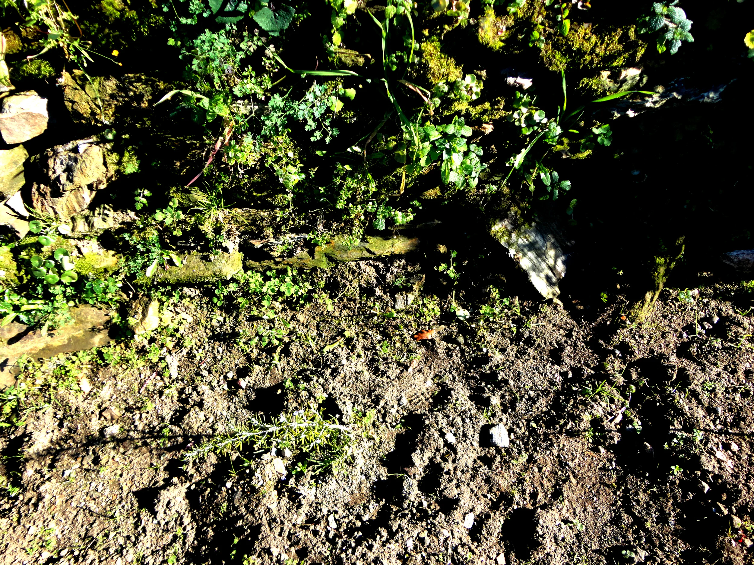 aromáticas à mão de semear.