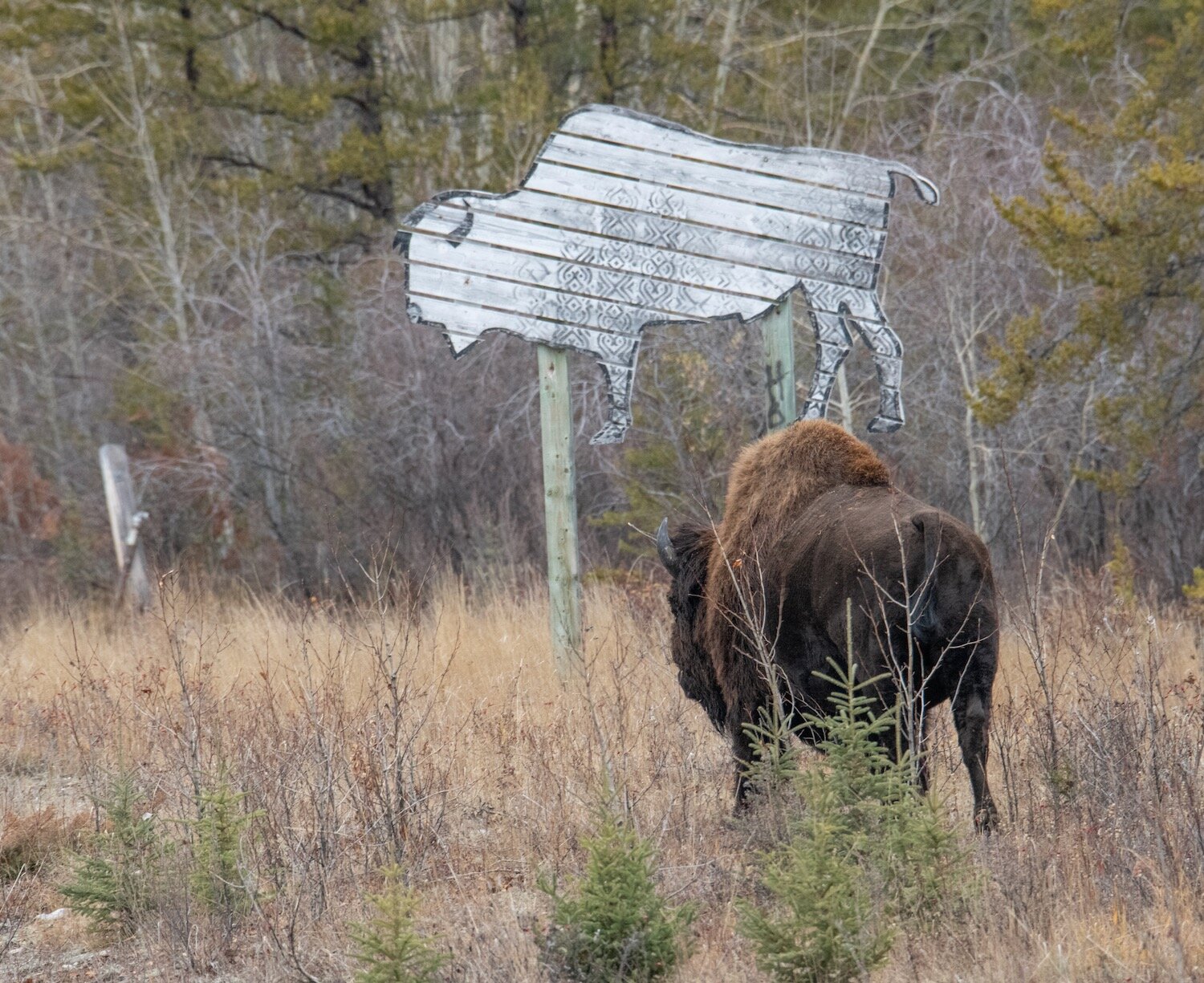 Yellowknife Bison 10-5-19-12.jpeg
