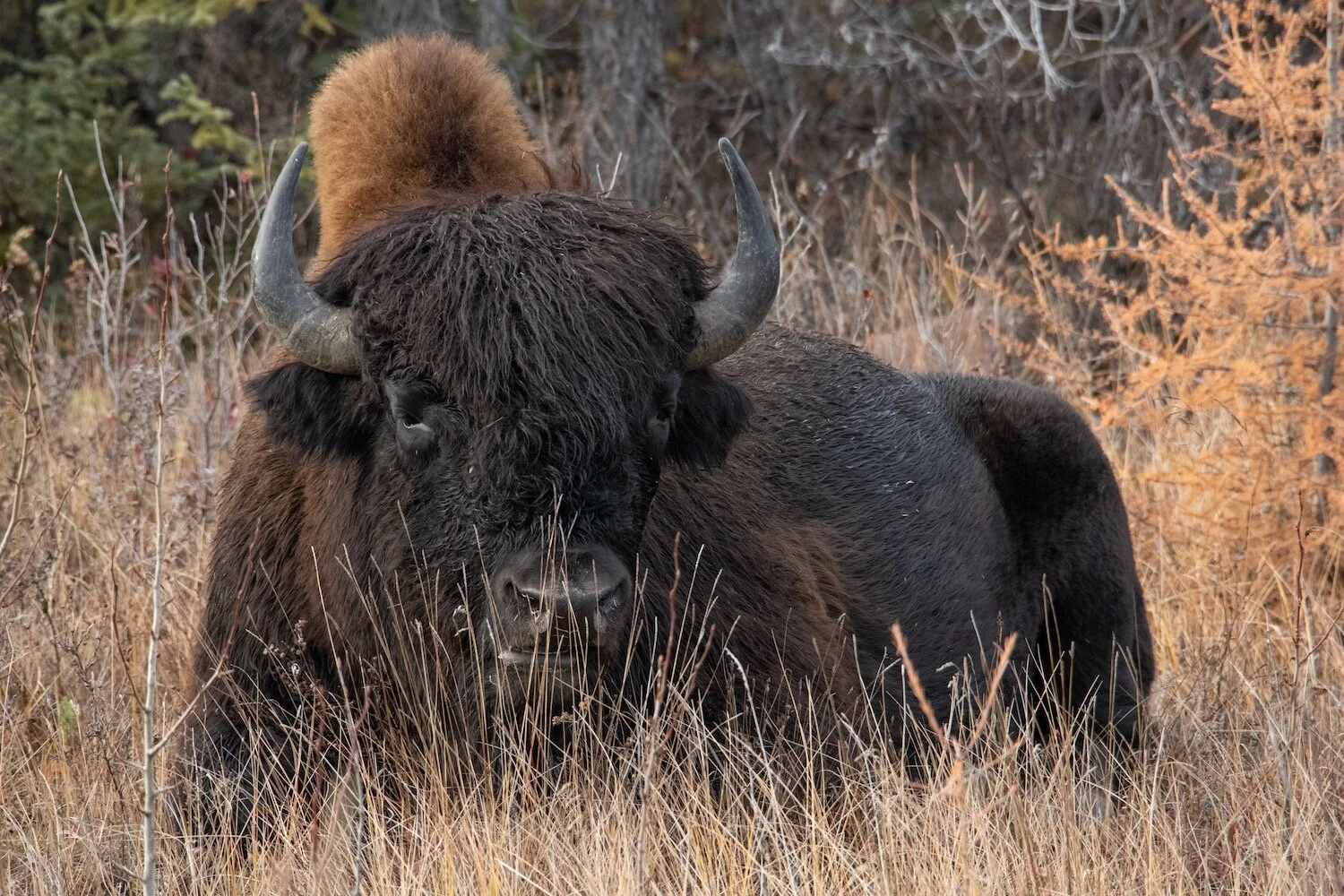 Yellowknife Bison 10-5-19-17.jpeg