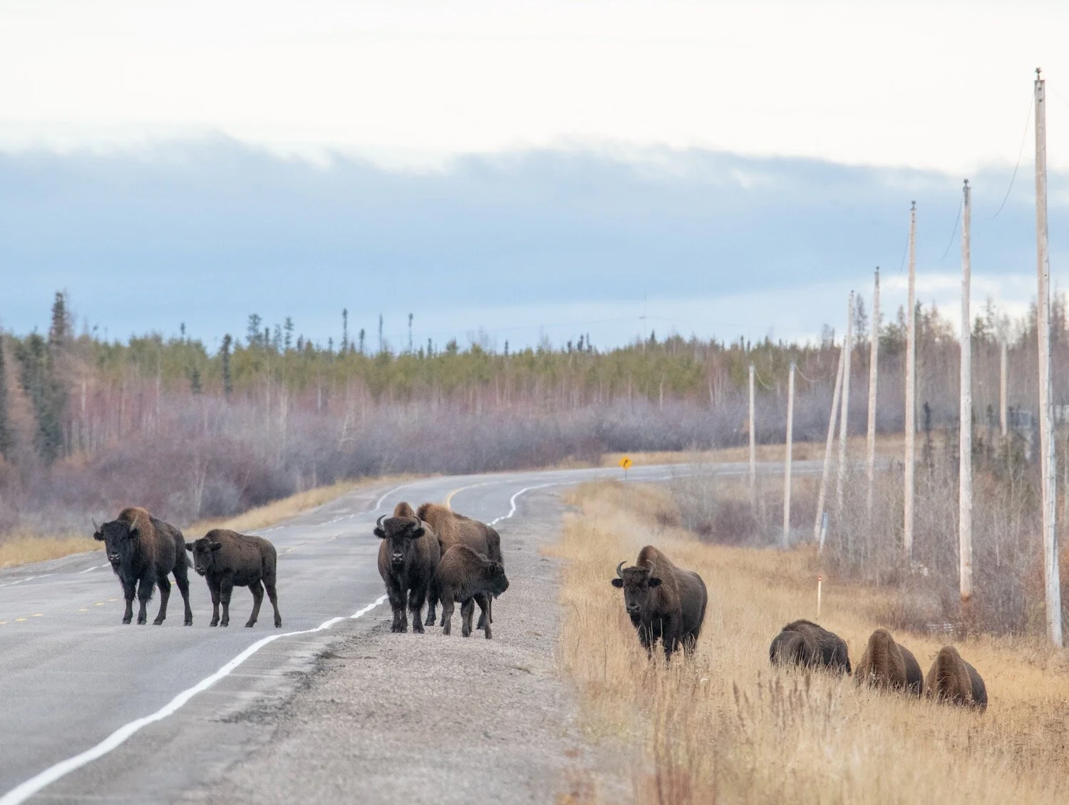 Yellowknife Bison 10-5-19-20.jpeg