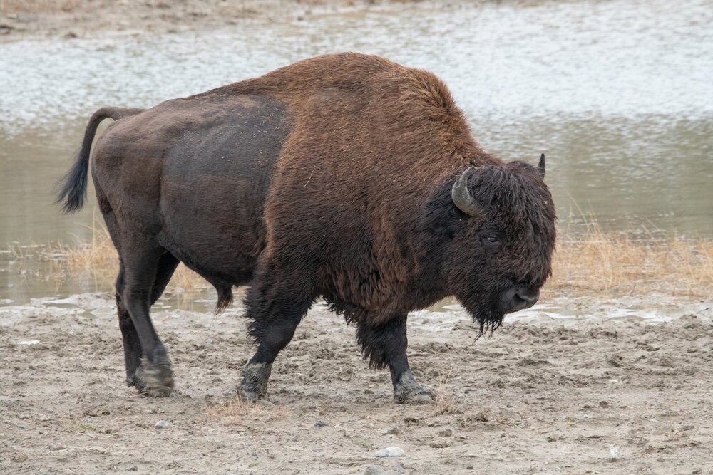 Yellowknife Bison 10-5-19-5.jpeg