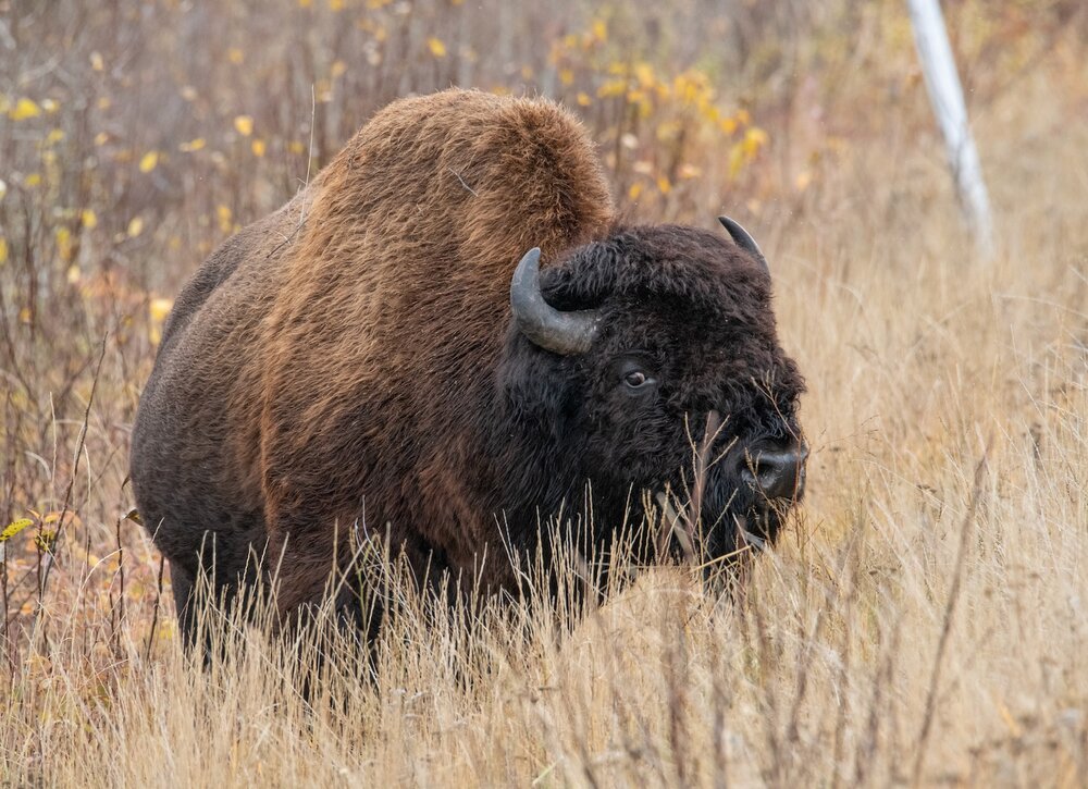Yellowknife Bison 10-5-19-18.jpeg
