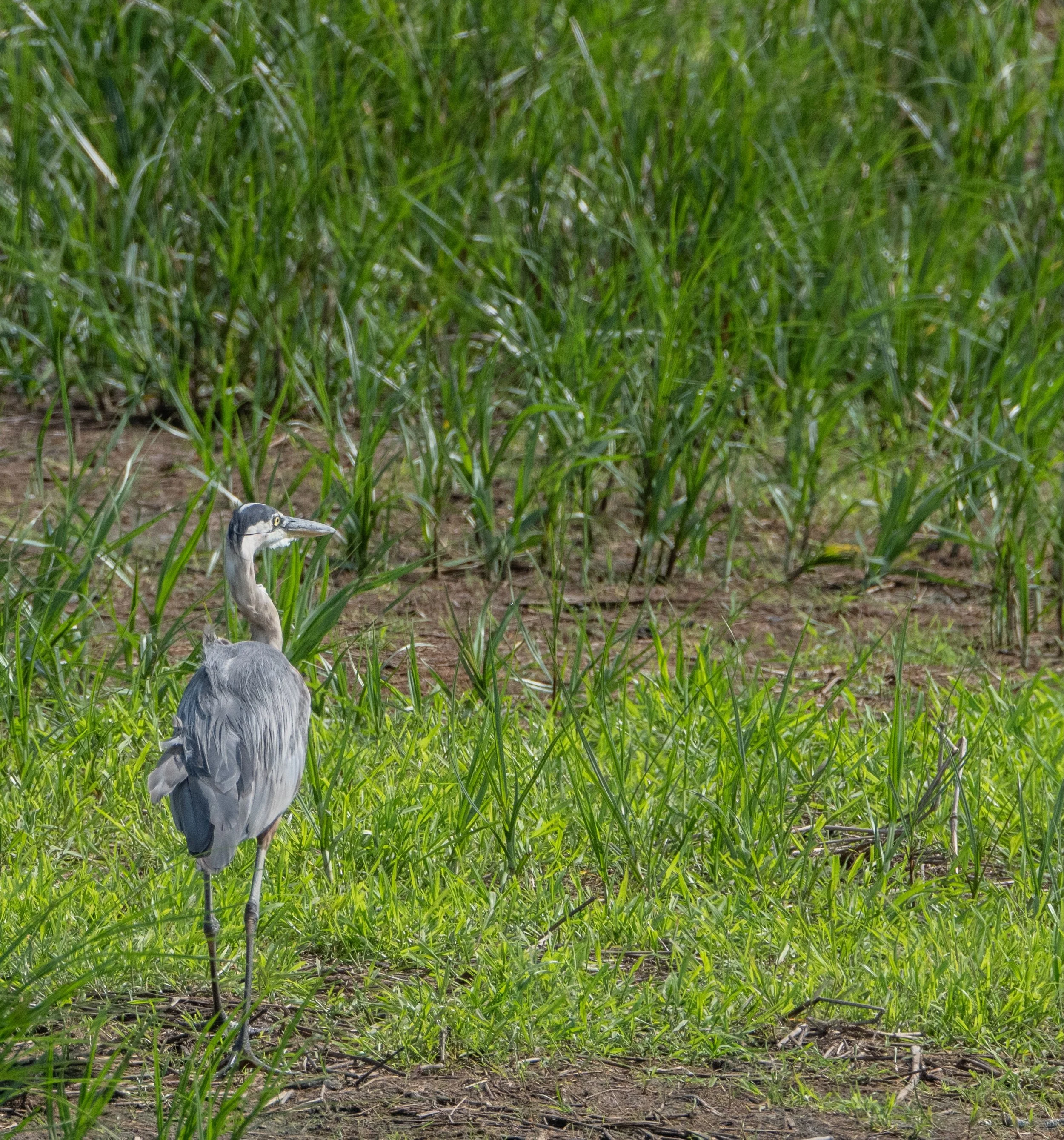 Bombay Hook Birds 7-14-25-19.jpeg