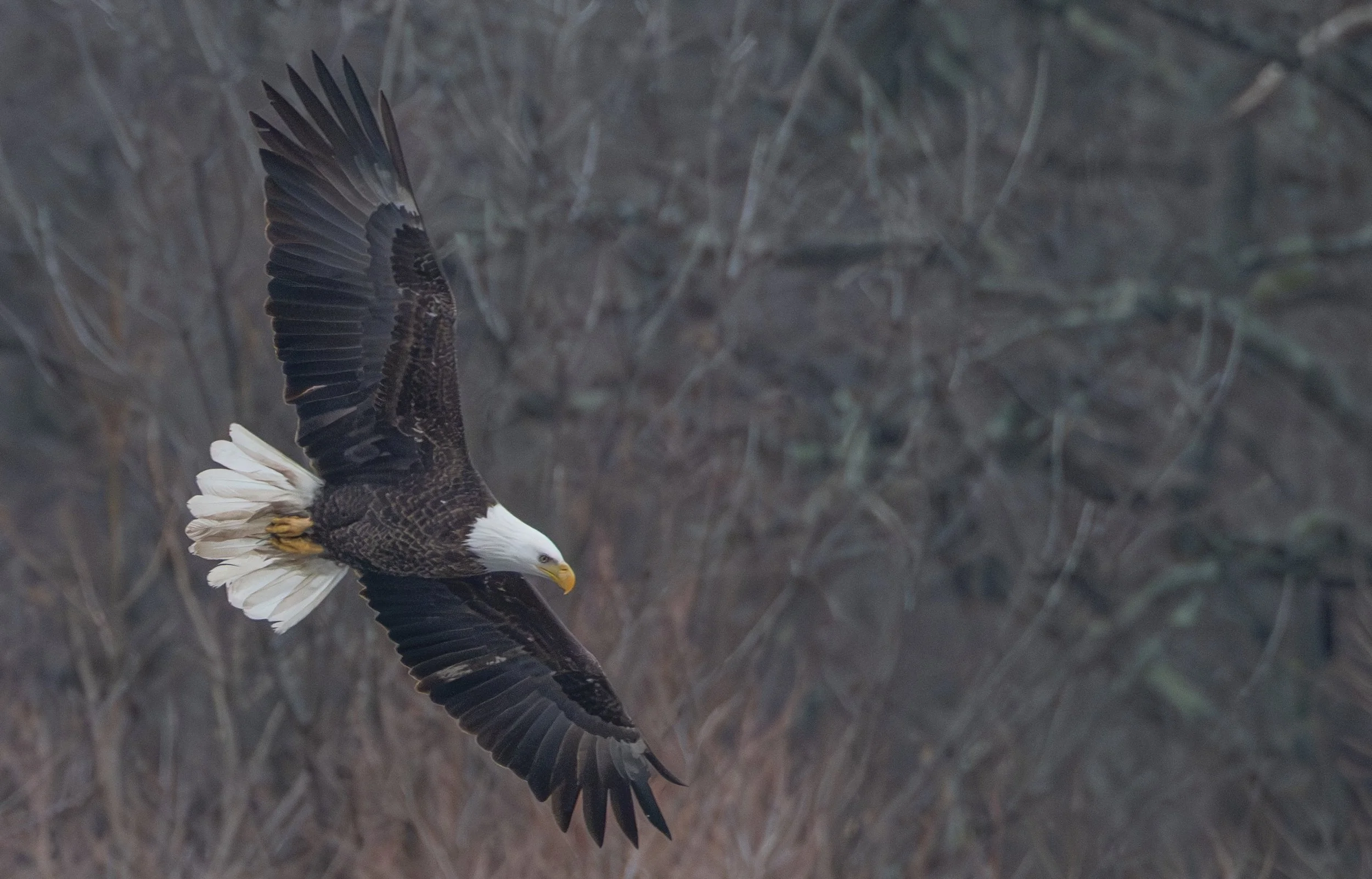 Hamilton Veterans Park Birds 1-31-25-17.jpeg