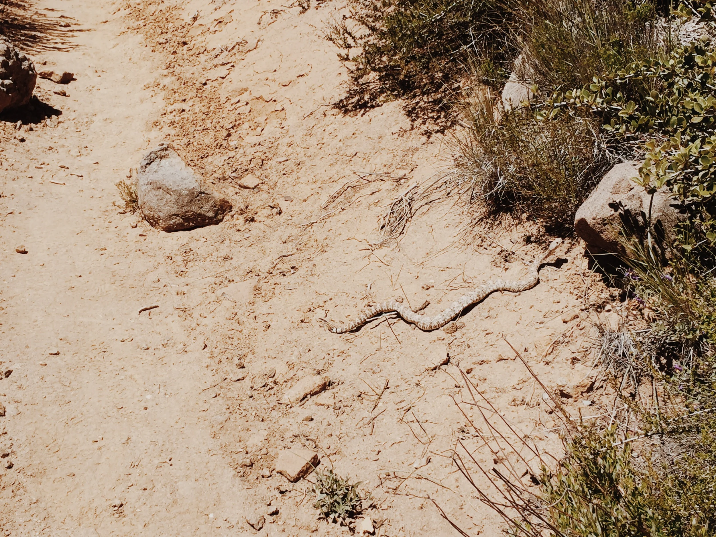 Real life rattlesnake on our trail