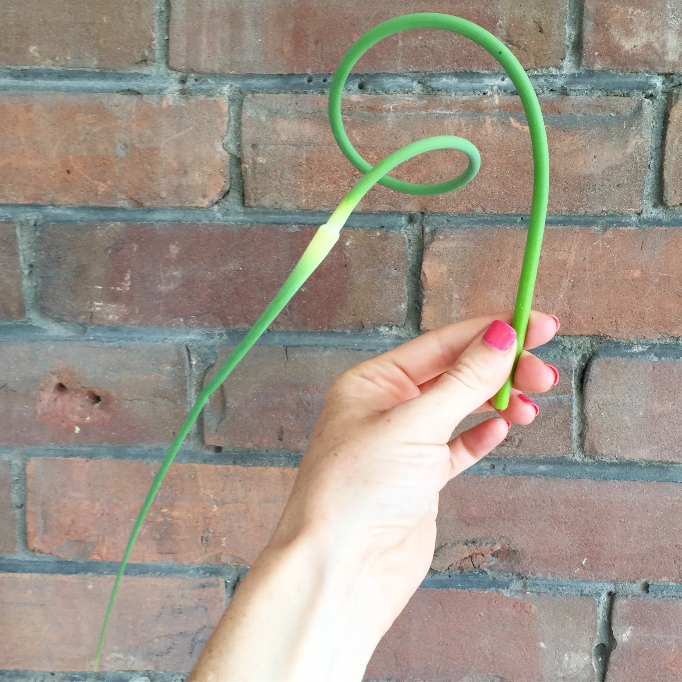 Garlic Scape Basil Pesto