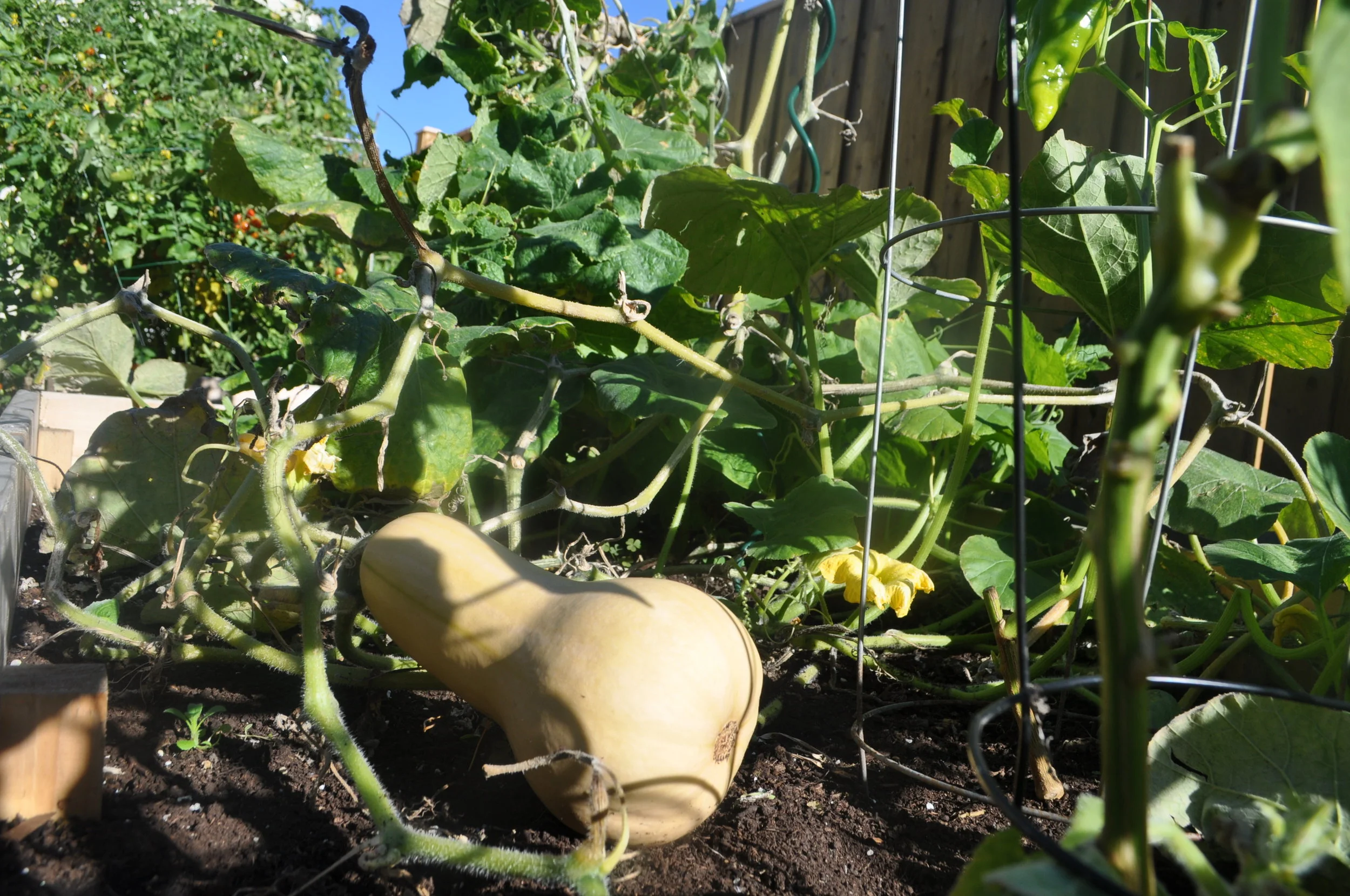 Perfect Food For Fall - Roasted Squash Soup & Drop Biscuits