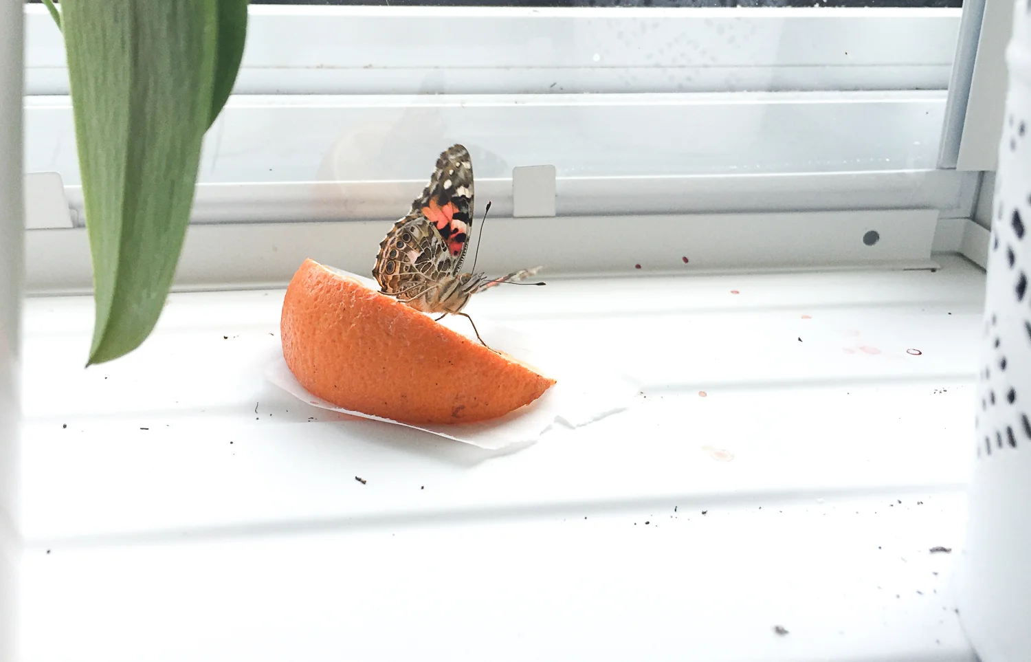 From Caterpillar to Butterfly - Take Part in Junction Wings: Deadline April 30th!